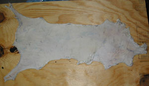 second piece of first rabbit skin drying