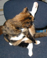 pic of Sputnik