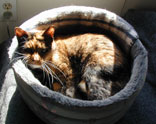 pic of Sputnik in her fuzzy bed