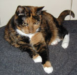 pic of Sputnik
