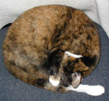 pic of Sputnik sleeping