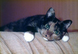 Our favorite picture of Sputnik, when she was about 1 year old
