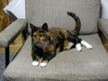 pic of Sputnik in the recording studio