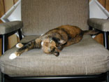 pic of Sputnik lounging