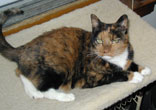 pic of Sputnik in her window bed