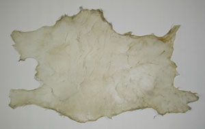 first piece of first rabbit skin after drying but before sanding