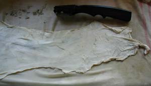 second piece of first rabbit skin, damp and being scraped