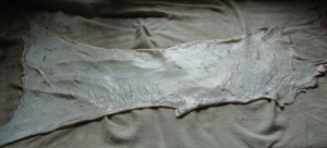 second piece of first rabbit skin after removing fur